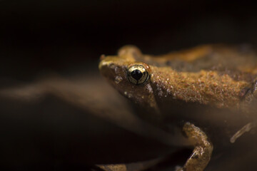 Golden frog on a rainy day