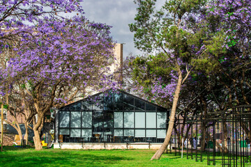 Abha, Saudi arabia, May 2021. A cafeteria surrounded by lavender flower