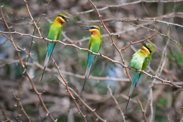 Green Bee Eater AKA Merops orientalis, chilling over the thorny bushes of Chennai in dry summer