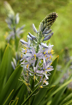 Camassia cusickii, common name Cussick's camas, blooming in garden. Flowers can be various shades of blue, cream, and white.