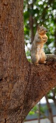 squirrel on a tree