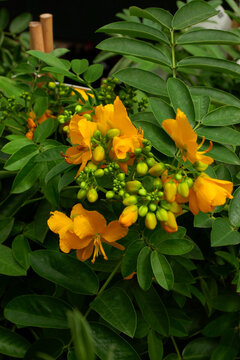 Cassia Corymbosa