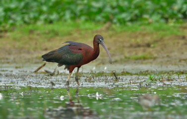 glossy ibis bird in breeding plumage 