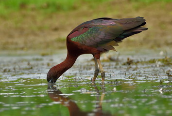 glossy ibis bird in breeding plumage 