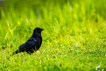 Fototapeta premium Schwarzer Raabe