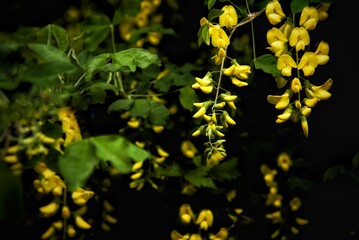 yellow leaves on black