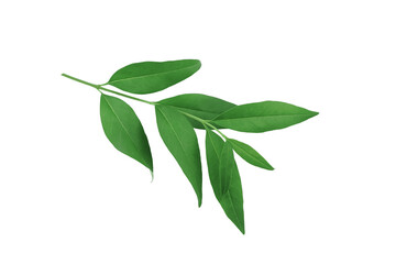 Fototapeta premium Green branch with leaves isolated on white background.