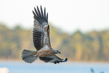 Whistling Kite on the hunt at Tin Can Bay, Queensland, Australia.