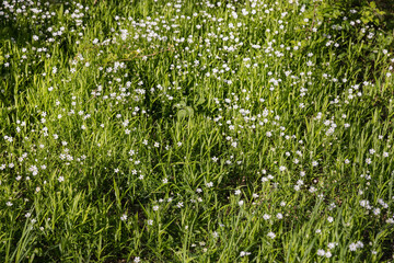 green grass in a field with wild flowers