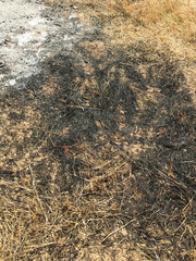 Fototapeta na wymiar burnt grass on the field in the spring. Protaras. Ayia Napa. Cyprus.