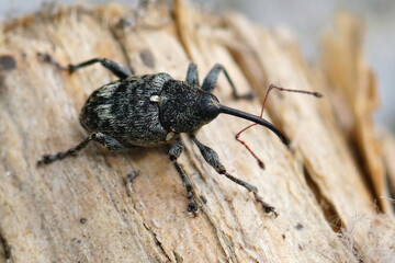Shot of the quite dark-colored nut weevil, Curculio villosus is a plant parasite. © Henk Wallays/Wirestock