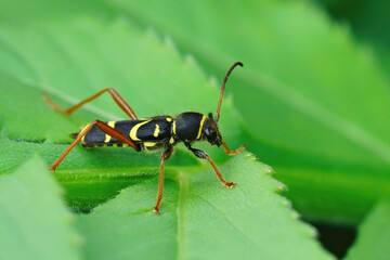 Shot of the colorful harmless wasp-mimicking longhorn beetle.