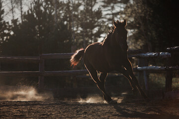 Horse at sunset