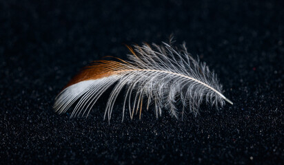 small bird feather on black cloth in detail