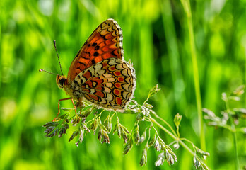 Melitaea athalia