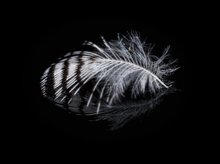 small bird feather on black glass surface with reflection