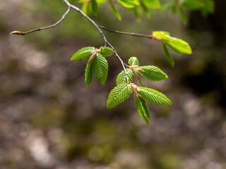Spring, awakening in nature, young shoots of trees with leaves on the sunny side.