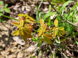 Spring, awakening in nature, young shoots of trees with leaves on the sunny side.