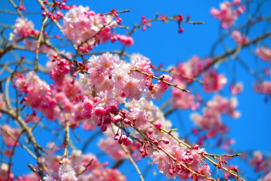 青空としだれ桜の風景2