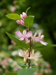 pink flowers of Lonicera periclymenum bush at spring