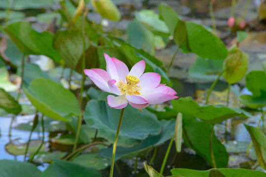 The author took a set of photos in Phu My Hung lotus lake, Ho Chi Minh City. Time: Friday morning, May 28, 2021. Content: The author hopes the photos can describe the beauty of lotus flowers.
