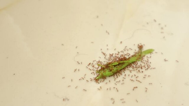 Time lapse of Small Red Ants eating a dead green grasshopper on the floor macrophoto at home in Dhaka, Bangladesh