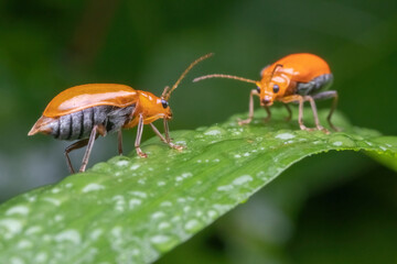 a orange beetle standing on green leaf