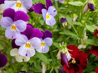 colorful pansy flowers, close up