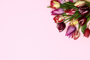 bouquet of beautiful tulips on a pink background. Copy space for text