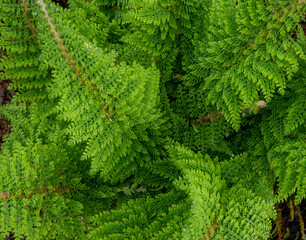 green fern leaves in the park