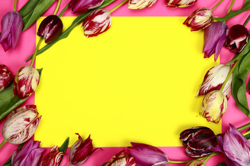 Tulip flower spring frame on yellow background