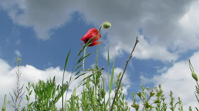 Red poppy on a background of sky and clouds
