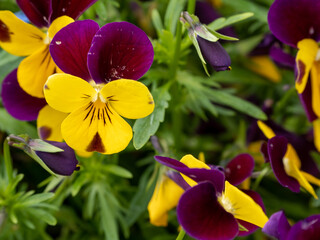 colorful pansy flowers, close up