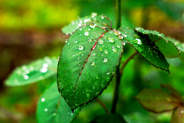 water drops after rain on rose leaves close up background backdrop