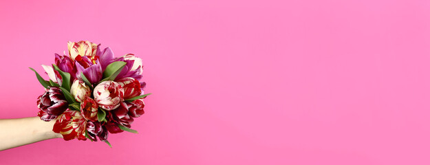 Fototapeta na wymiar Hand with a bouquet of tulips on a pink background. Horizontal banner. Copy space for text