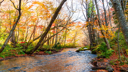 Oirase stream in Aomori prefecture, Tohoku, Japan.