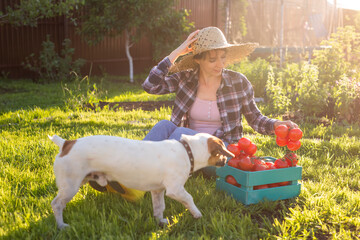 Dog and hardworking woman gardener in straw hat with her harvest box of tomatoes on sunny summer...