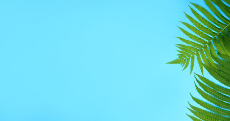 Fototapeta na wymiar tropical summer banner green leaves. Horizontal banner