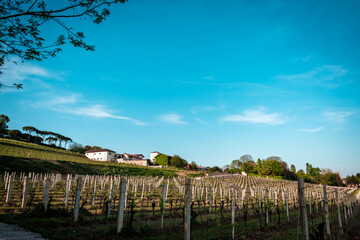 Colza fields and vineyards in the italian countryside