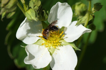 Close up female Early Mining Bee, Orange-tailed Mining Bee, Andrena haemorrhoa, family Andrenidae. On a flower of strawberry (Fragaria), family Rosaceae. Spring in a Dutch garden. May, Netherlands.	