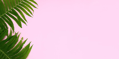 Fototapeta na wymiar tropical summer banner green leaves on pink background. Horizontal banner. Copy space for text