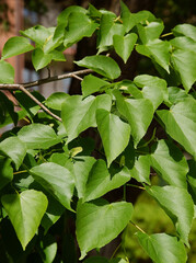 Fototapeta na wymiar green leaves of linden tree at spring