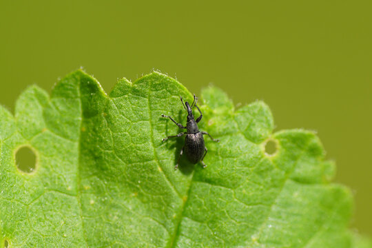 Apion. Very small weevil 3mm. Family Apionidae, Brentidae. Probably Aspidapion radiolus or Aspidapion aeneum on a leaf of common mallow (Malva sylvestris) Spring, May, Netherlands