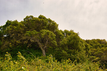 Obraz premium Hiking in the spring to Andrew Molera state beach in Big Sur