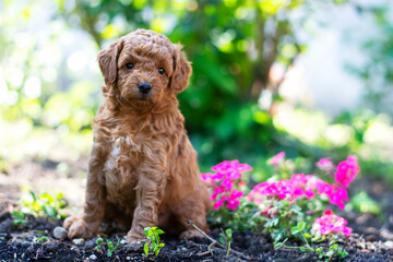 Little  puppy Purebred cute puppy   poodle.