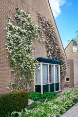 Two clematis plants with differently colored flowers grow against the wall of a house