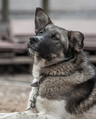 Portrait of a dog lying on the ground.
