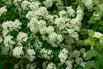 Small white flowers on the spirea branch