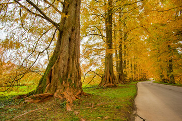 Herbst auf der Insel Mainau