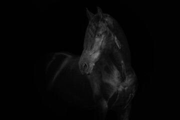Fototapeta na wymiar Friesian horse stallion